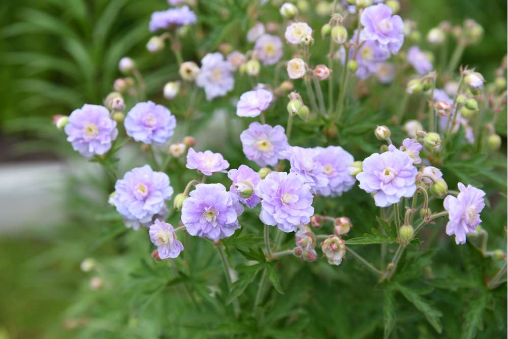 Storkenæb 'Summer Skies'